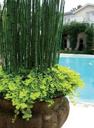 Black Bamboo Plants For Sale Gauteng 10 Horsetail Reed Grass Looks Like Mini Bamboo Pond Plant Garden Containers Plants Bamboo Plants
