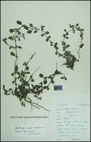 Image result for Dyschoriste nagchana