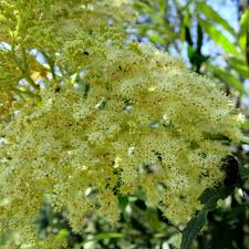 Image result for Buddleja saligna