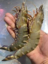 Terdapat hari libur nasional dan hari besar nasional maupun internasional bulan mei 2021. Udang Laut Besar Udang Harimau Mr Cool Cold Storage Facebook