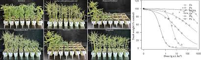 Image result for Aeschynomene glauca