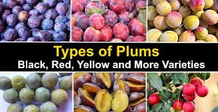 One of the best eating varieties. Types Of Plums Black Red And More Varieties With Pictures