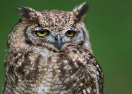 Where Do Birds Sleep Roosting In Nests Water Flocks Cavities 6yr · nomadicgypsyqueen · r/owls. where do birds sleep roosting in nests
