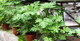 10 Plantes Repulsives Et Efficaces Pour Faire Fuir Les Insectes En 2020 Citronnelle Plante Plantes Qui Repoussent Les Moustiques Repousser Les Moustiques