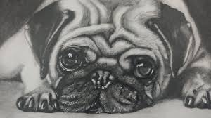 They should be side by side. Drawing A Pug Puppy Dog Realistic Art Youtube
