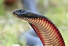Maybe you would like to learn more about one of these? Red Bellied Black Snake Wikipedia