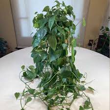 Image result for Philodendron