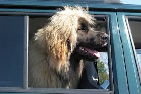 30 july at 21:06 ·. Leonberger Charakter Haltung Pflege Weitere Infos Deinetierwelt