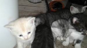 Kucing anggora menjadi salah satu jenis kucing yang sangat pintar dan menggemaskan. Anak Kucing Keturunan Anggora Dan Kampung Youtube