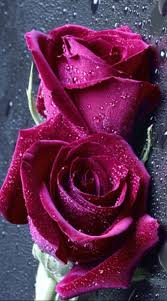 Violetas Belissimas Rosas Lindas Rosas Vermelhas Tulipas Roxas