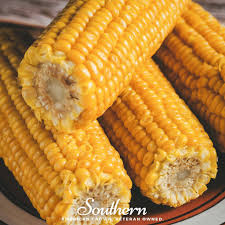 Image result for Zea mays