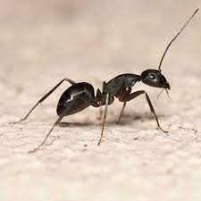 A new section called when to call an exterminator for ants has been added. Carpenter Ant Control Rochester Ny Ant Exterminator Rochester