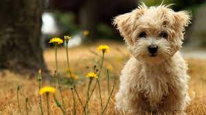 The great collection of dog hd wallpapers 1920x1080 for desktop, laptop and mobiles. 1920x1080 Hd Dog Wallpapers Top Free 1920x1080 Hd Dog Backgrounds Wallpaperaccess