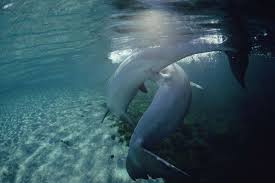 How does the dolphin attract a mate? Female Dolphins Have Weaponised Their Vaginas To Fend Off Males New Scientist
