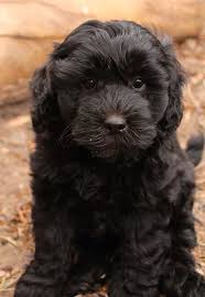 Black And Tan Labradoodle Black Labradoodle Puppy Black Labradoodle Puppy Labradoodle Puppy Black Labradoodle