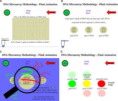 A nucleotide base substitution b nucleotide base deletion c silent mutation d nucleotide base insertion. Dna Microarray Wet Lab Simulation Brings Genomics Into The High School Curriculum Cbe Life Sciences Education