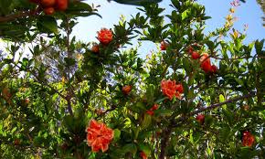 Pomegranate trees produce the incredible pomegranate fruit and have been cultivated for several millennia. Pomegranate Tree A Festive Winter Harvest Epic Gardening