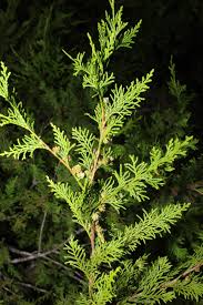 Image result for Cupressaceae