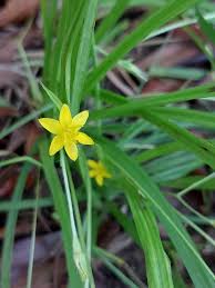 Image result for Hypoxis angustifolia