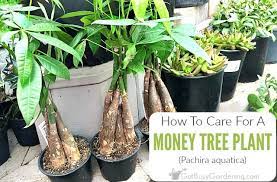 Watering a money plant once in 7 or 10 days is perfect for summer season because the soil also needs to dry up between two watering sessions. Money Tree Plant Care Guide How To Take Care Grow Indoors