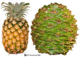 It has brilliantly colored autumn foliage, much like the maple tree, which makes it stand out when trees start putting on their fall fashion show. Woods Araucaria