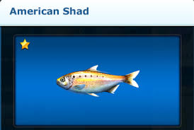 Image result for Disa brevicornis