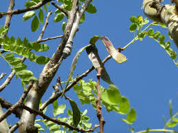 Image result for Albizia tanganyicensis