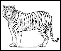 How to draw a white bengal tiger ( striped ) easy & slowly step by step for kids and beginners☞ fanpage facebook drawing for kids: How To Draw Cartoon Tigers Realistic Tigers Drawing Tutorials Drawing How To Draw Tigers Drawing Lessons Step By Step Techniques For Cartoons Illustrations