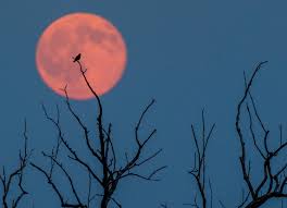Discover everything you need to know about this astro event. Strawberry Moon Set To Rise In The Night Sky Thursday The Boston Globe