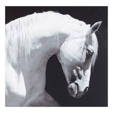 Toile Cheval Noir Et Blanc 100 X 100 Cm Magellan Immagini Di Cavallo Cavalli Bianchi Cavalli Bellissimi