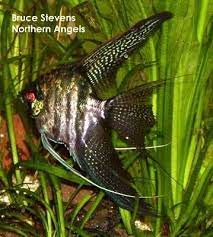 The lace angelfish was first bred in the 1950s. The Angelfish Society Phenotype Library Zebra Lace Angel Fish Tank Tropical Fish Aquarium Angel Fish