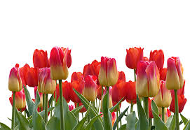 Sketsa gambar berikutnya yang tidak kalah indah untuk diwarnai adalah bunga tulip, dimana bunga ini berasalah dari negeri kincir angin belanda. Bunga Tulip Png 4 Png Image