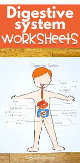 Digestive System Worksheets For Kids Digestive System Worksheet Digestive System For Kids Digestive System Activities