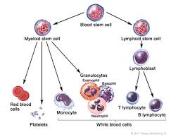 Non Hodgkin Lymphoma Nhl In Children Curesearch