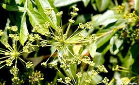 Image result for Heteromorpha