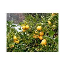 Aynı zamanda, limon ağacı çok fazla ışık ister. Zenfidan Yediveren Limon Fidani Tuplu Tekzen