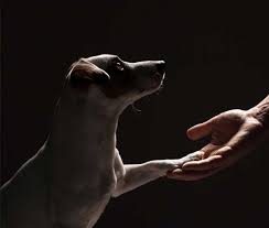 Deciding to put your dog to sleep is difficult. How To Put A Dog To Sleep At Home Painlessly 4 Humanely Ways Zooawesome