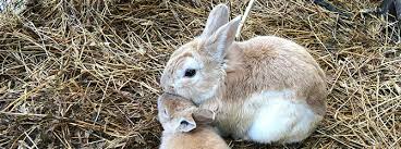 Make a litter box available asap. How To Litter Train A Rabbit Bunny Toilet Training My Family Vets