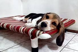 Caminha Para Cachorro Grande Passo A Passo Pin Em Animales