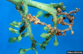 Image result for Botrytis cinerea