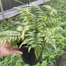 Image result for Athyrium newtonii