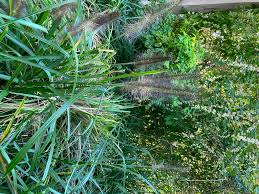 With a height more like groundcover, this fountain grass looks beautiful grown in masses. Cenchrus Alopecuroides Moudry Moudry Fountain Grass North Carolina Extension Gardener Plant Toolbox