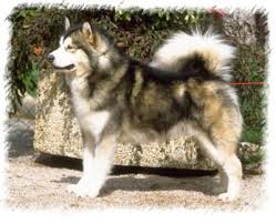 Alaskan malamute dogs & puppies in uk. Dog Alaskan Malamute For Sale