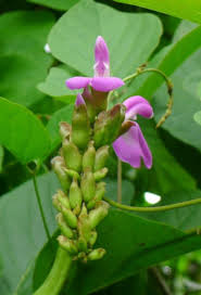 Image result for Canavalia gladiata