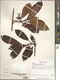 Image result for Sabicea dinklagei