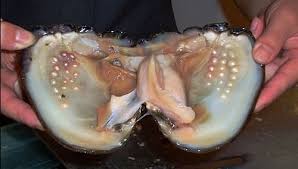 Shellfish is a a broad term for various aquatic mollusks, crustaceans, and echinoderms that are used as food. From Quarks To Asterisms Fun Fact This Is What A Clam With Pearls Inside