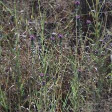 Image result for Buchnera affinis