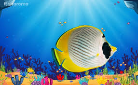 Parrotfishes are a group of about 95 fish species regarded as a family (scaridae), or a subfamily (scarinae) of the wrasses. Butterflyfish Complete Care Guide For The Coral Picker Of Deep Ocean