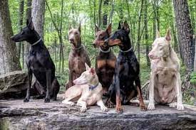 What is a black doberman? All The Colors And Types Of The Doberman Pinscher Doberman Planet