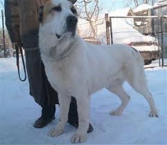 Both parents are ofa hips certified. Central Asian Ovtcharka Dog Breed Information And Pictures